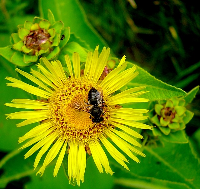 ля летняга сонцавароту