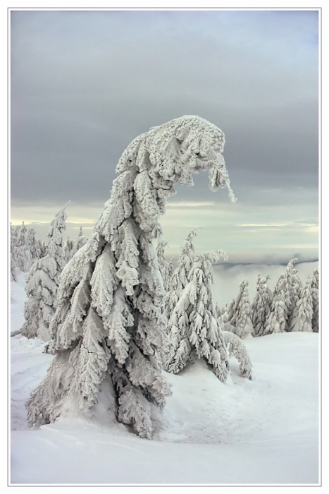 Снежное безмолвие