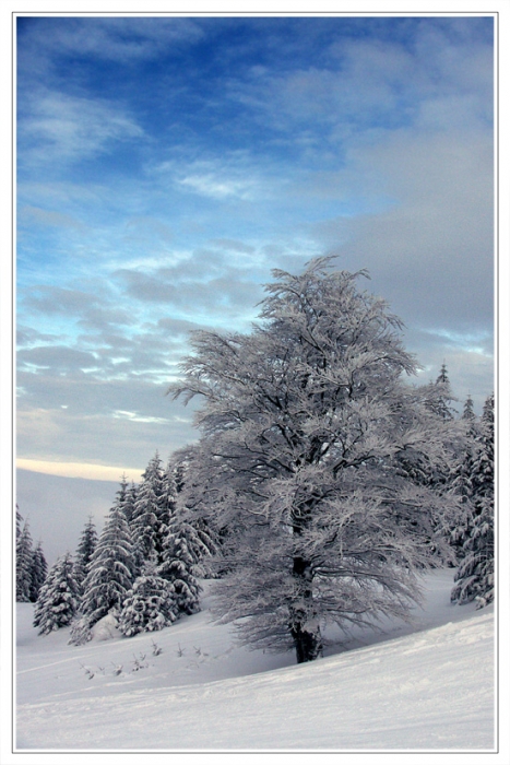 Незатейливый зимний этюд