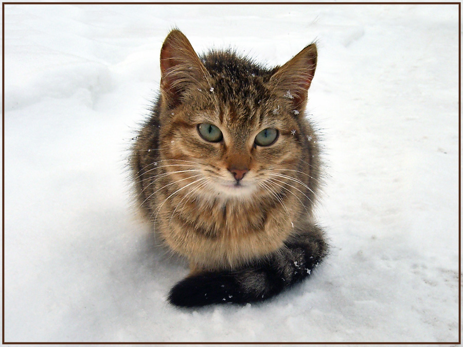 Первая зима