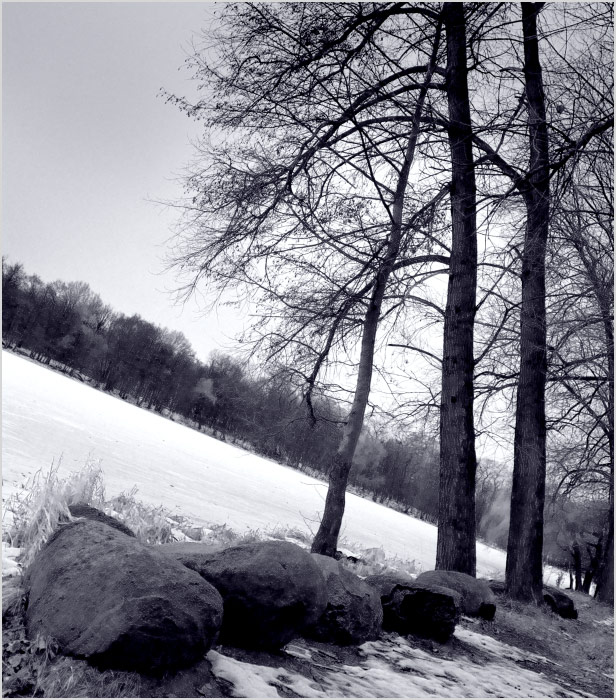 Чтобы деревья росли вверх