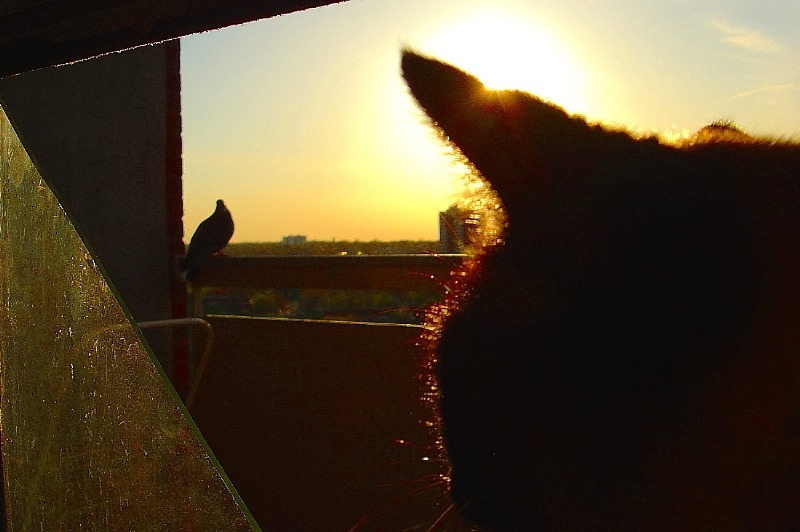 планета сьвітанкаў