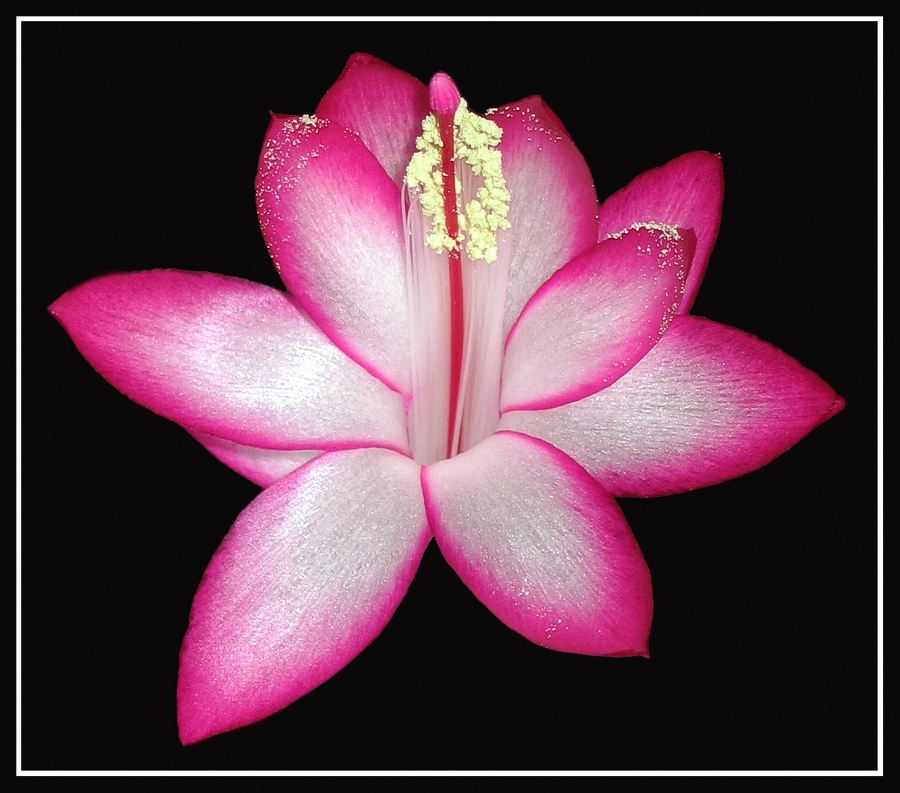 Кому зима, а кому пора цветения