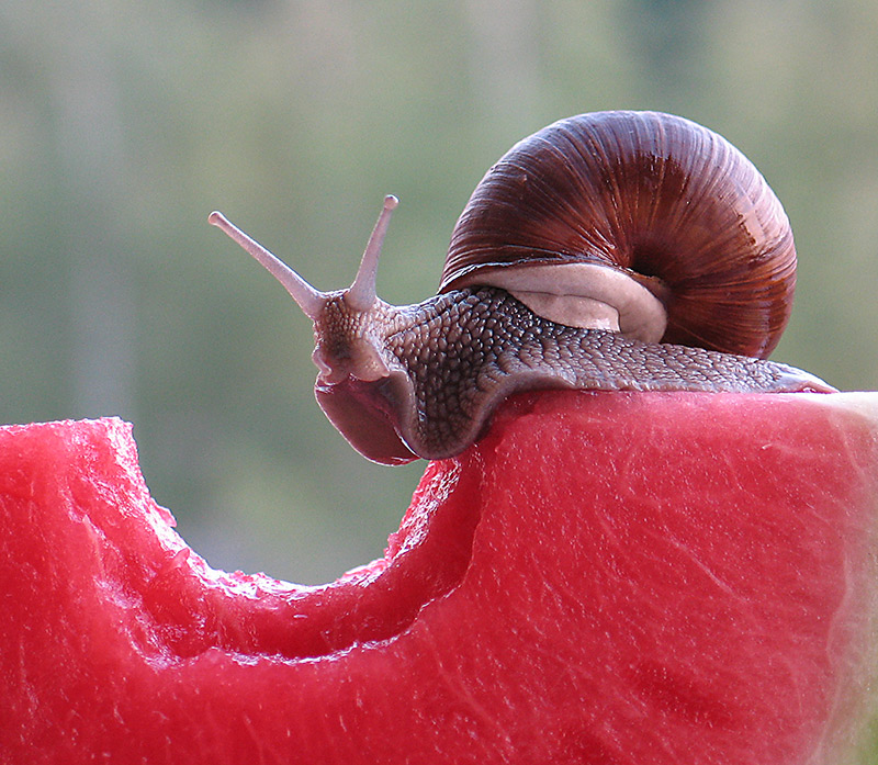 Арбузная улитка.