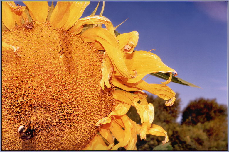 летнее солнце