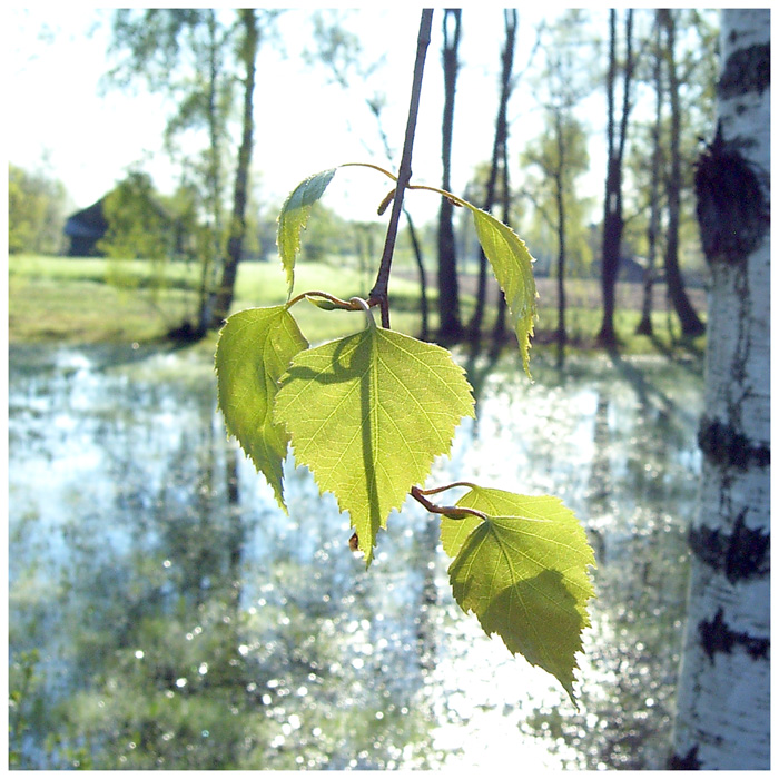 Весенним утром...