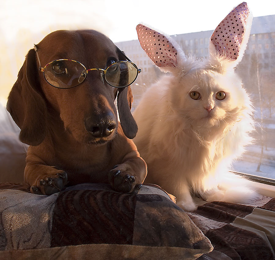 Без понтовое фото про серьезную собаку и легкомысленного кота...