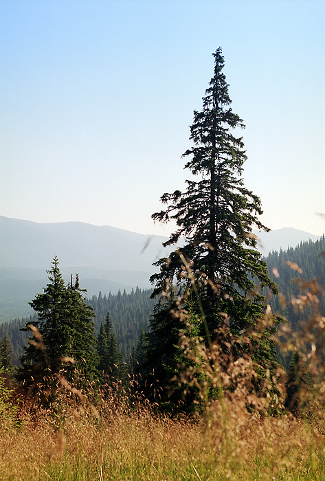 Вечерний ноктюрн