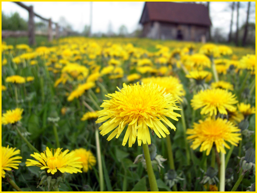 Жёлтая революция