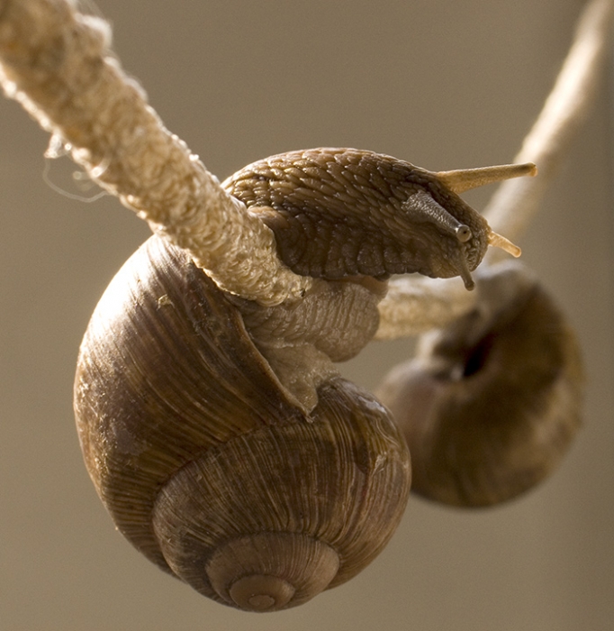 Канатаходцы