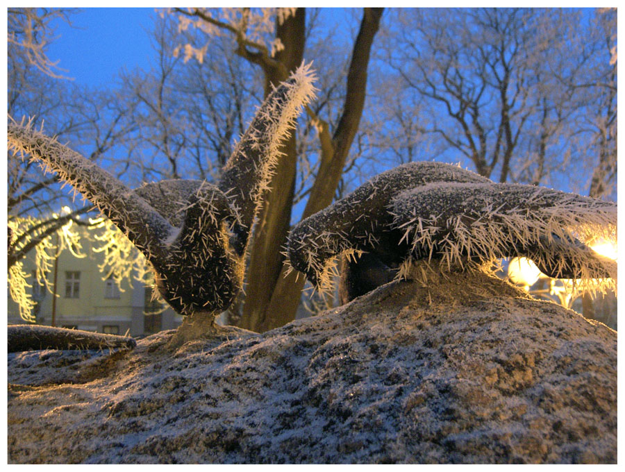 Птицы счастья