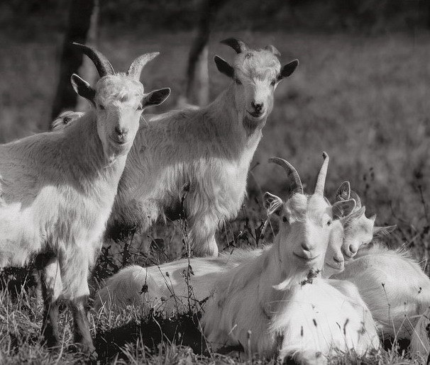 козочки.групповой портрет