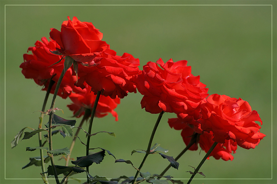 Просто розы