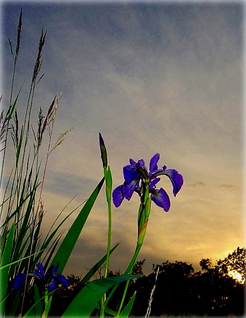 дзікія кветкі Мускокі