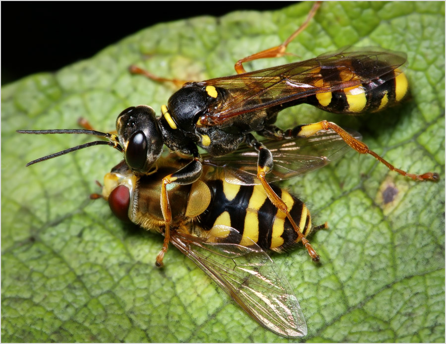 Нелицензионная копия?