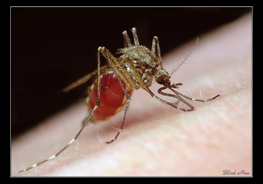 Интервью с вампиром...