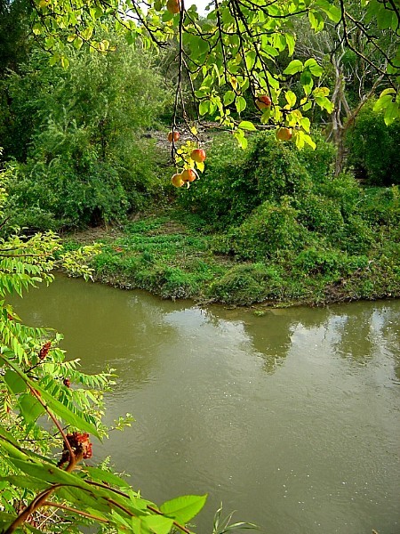 высока вісіць яблычак!..