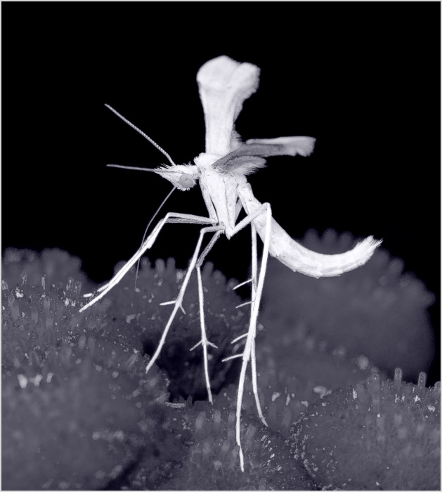 МакроБалет