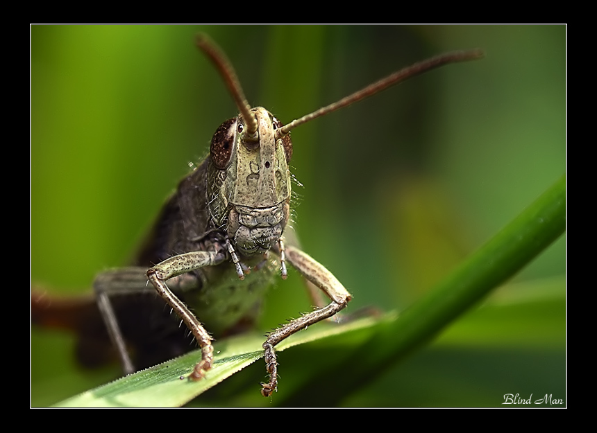 Рыцарь печального образа...