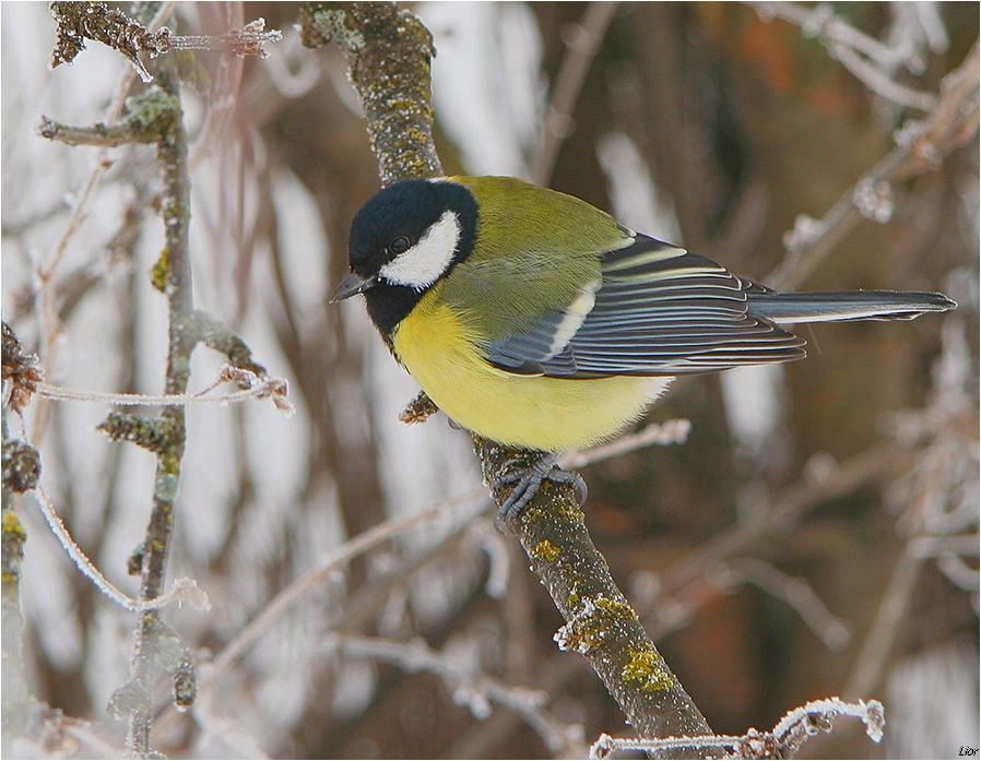 Птичка-синичка