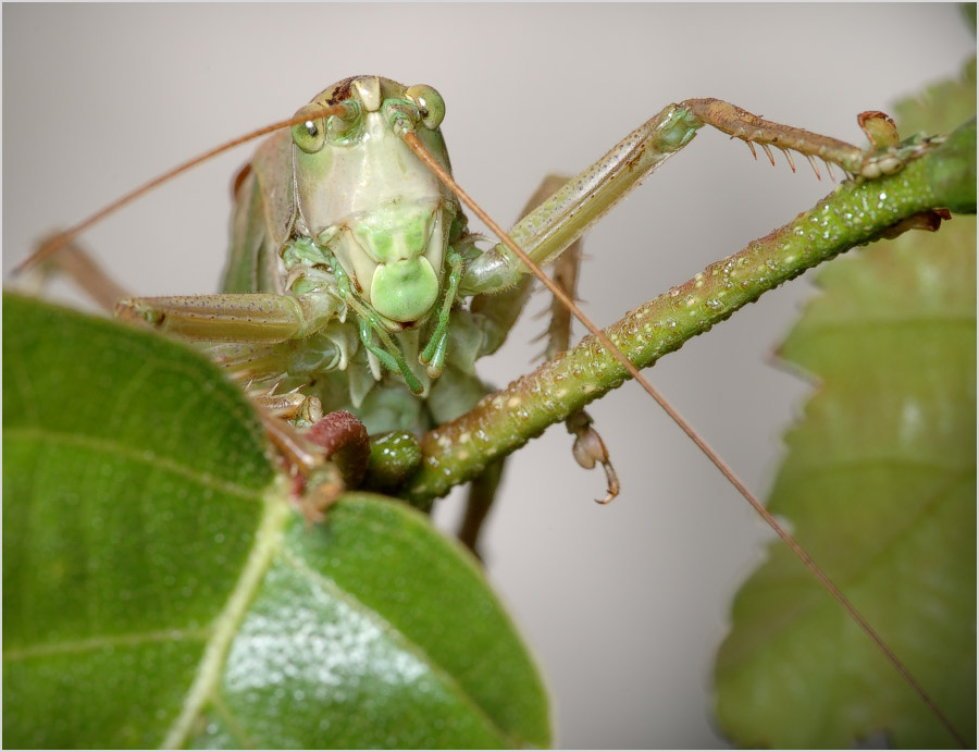 Ну? Живу я здесь! Чего тебе?