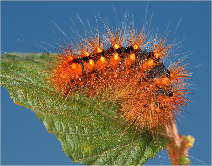 Огненная гусеница