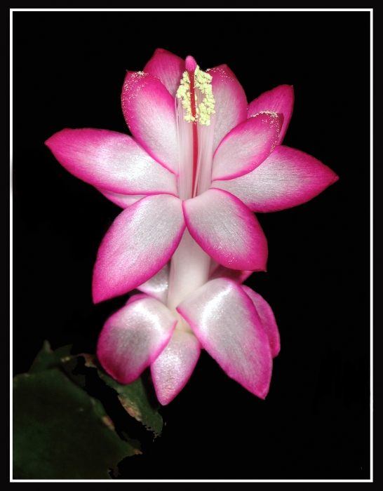 Зигокактус