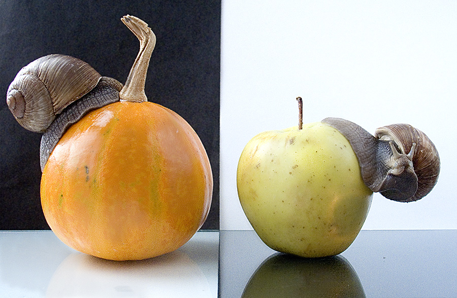 Найди 10 отличий...