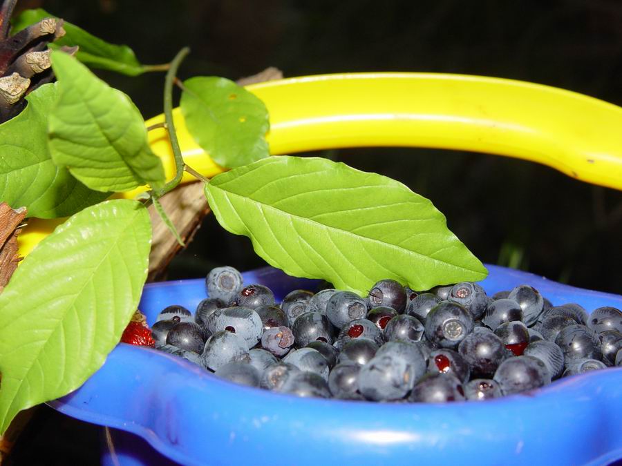 Дары природы