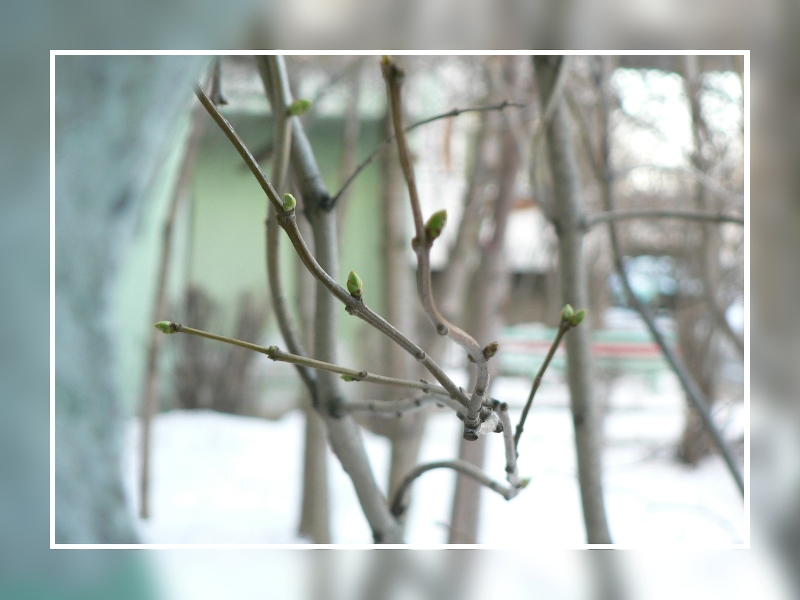 В ожидании весны...