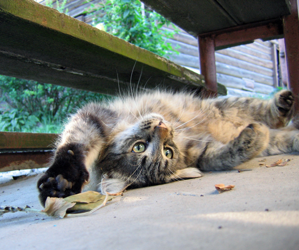 Беззаботное лето