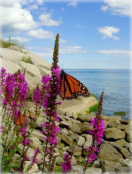 дзе ты, лета...