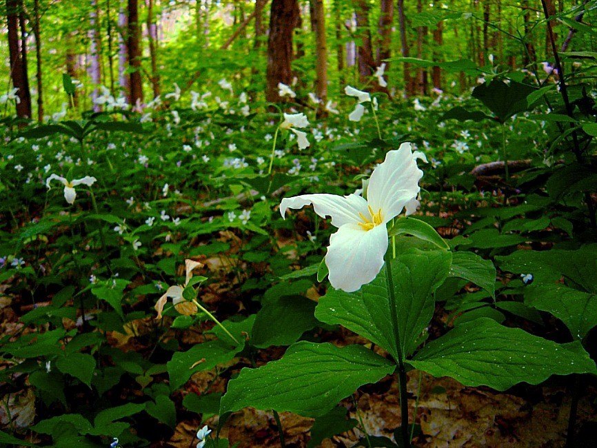з роду трохкрылых матылёў