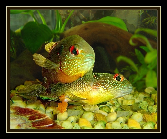 каханка па-рыбінаму