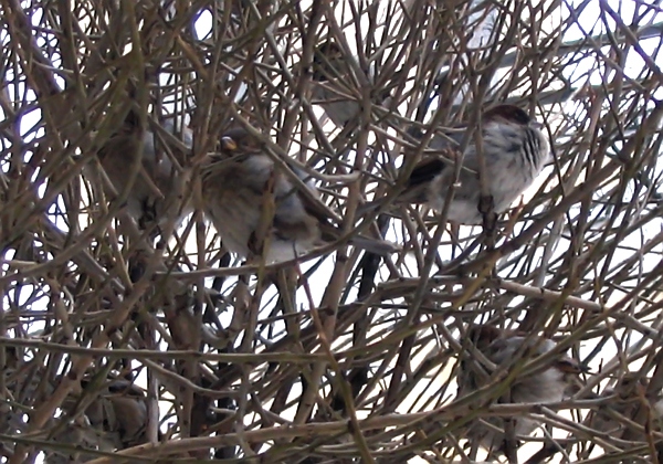 Чирикающие в терновнике