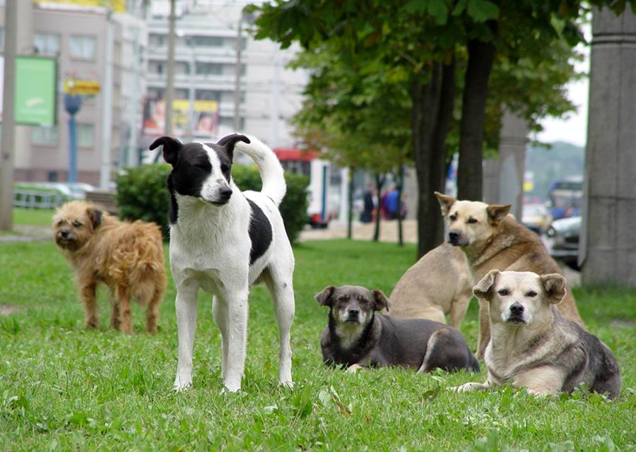 Верные друзья