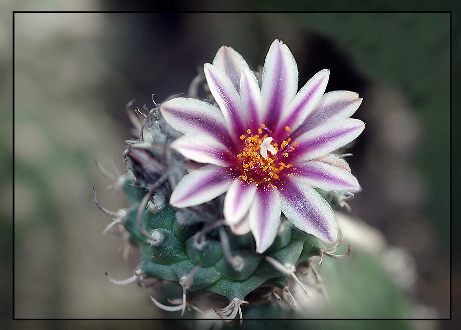 Февральский первоцвет