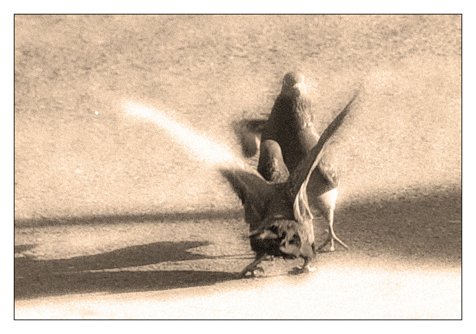 Полька-бабочка