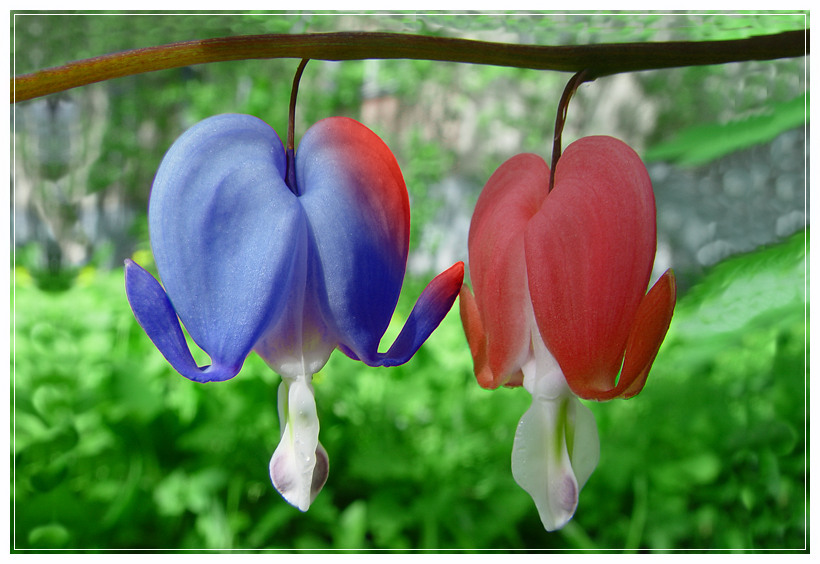 Любовь - это...