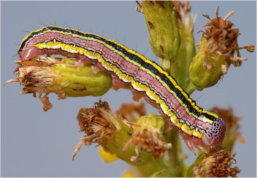 Полосатая диагональ