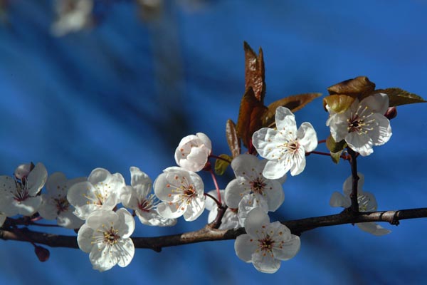 весенние цветы2