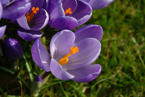 весенние цветы3