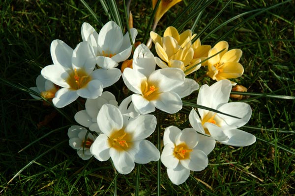 весенние цветы4