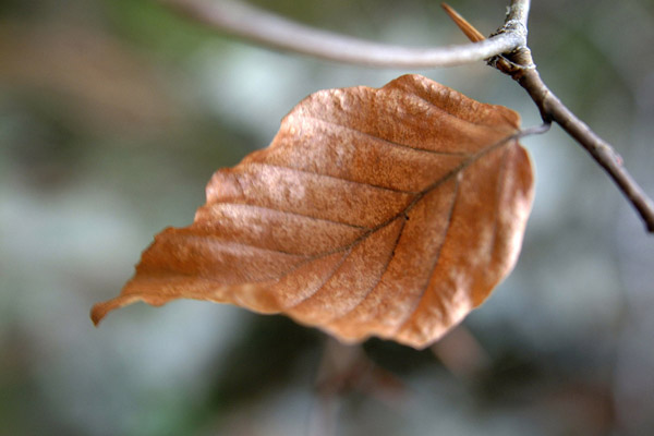 запоздалый