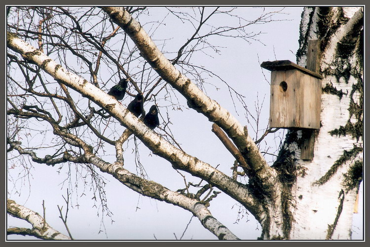 три в одном? (квартирный вопрос)