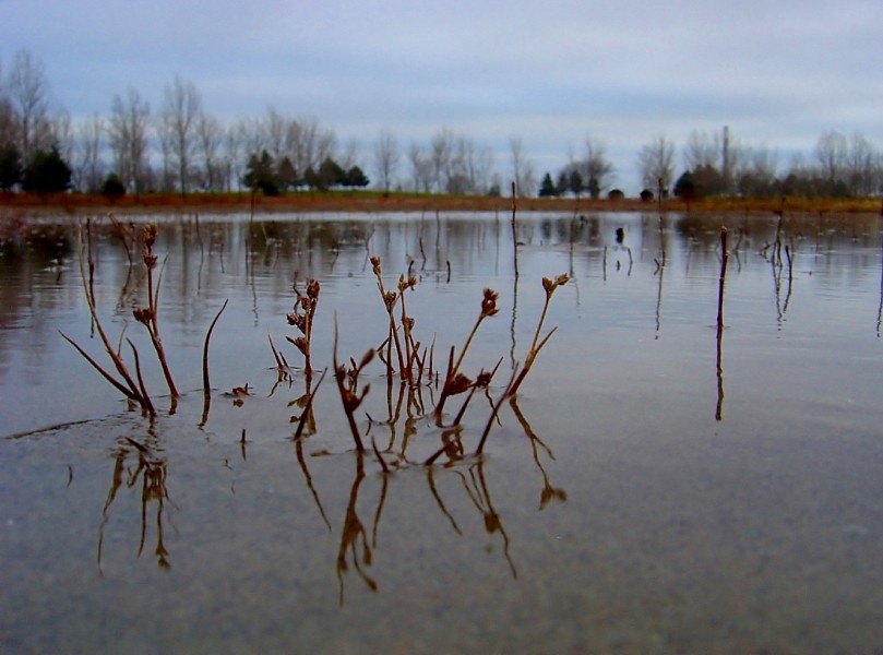 зіма бяз сьнегу. калюжына