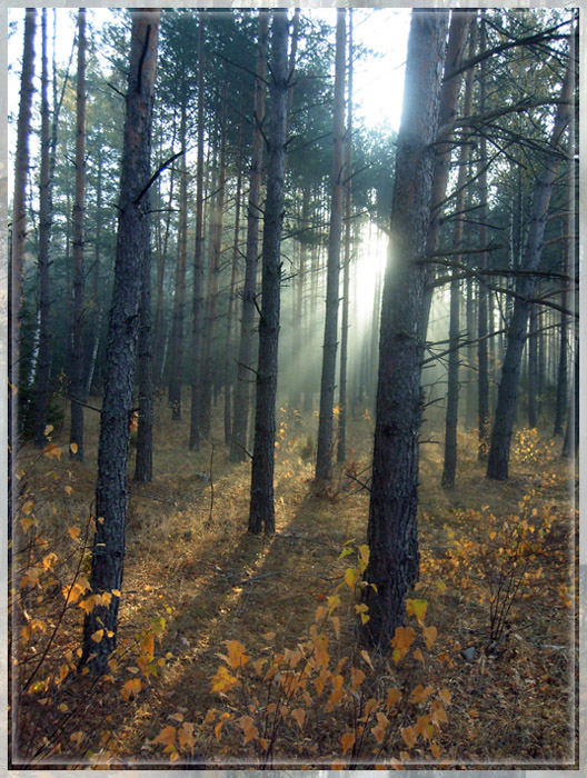 Сосновый бор