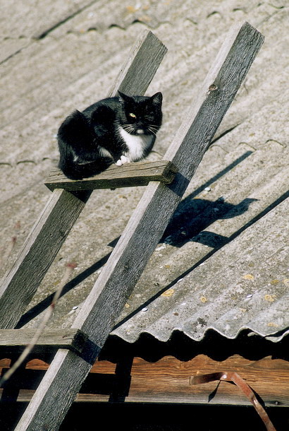 одноглазый сторож