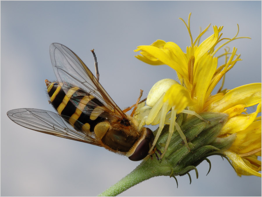 Сегодня охота была удачной
