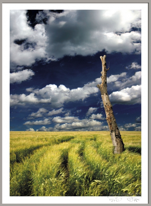 Каласы пад сярпом тваiм